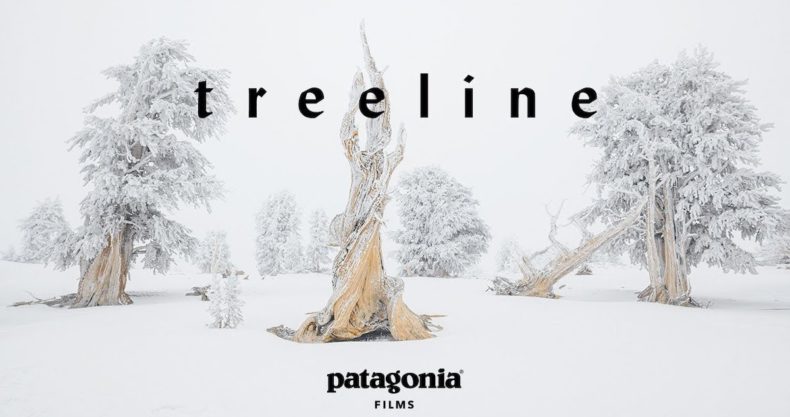 patagonia Treeline