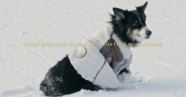 Snowboarding dog